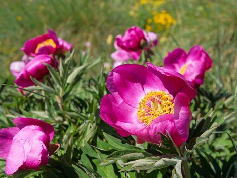 Fleurs de Pivoine