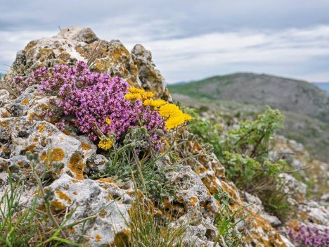Thym commun et Crépide de Nîmes