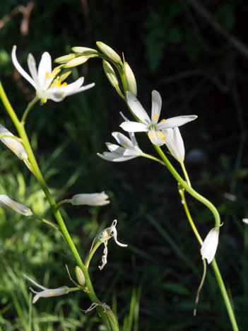 Phalangère à fleurs de lis