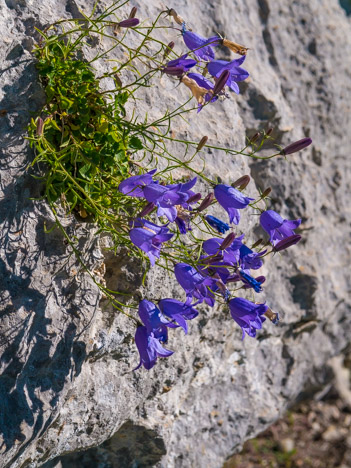 Campanule de Scheuchzer