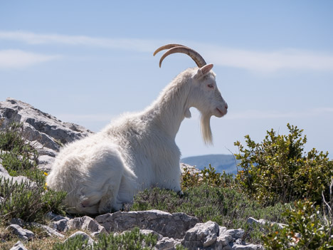 La chèvre de l'Arpille