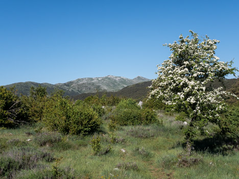 Crête de l'Estellier