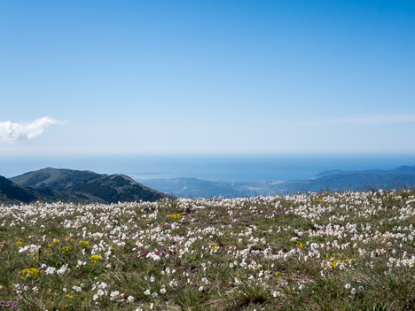 Pelouse fleurie de la Montagne de Thiey