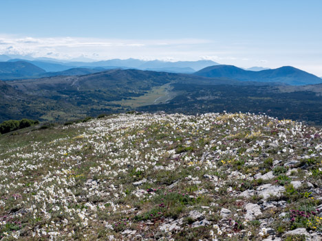 Pelouse fleurie de la Montagne de Thiey