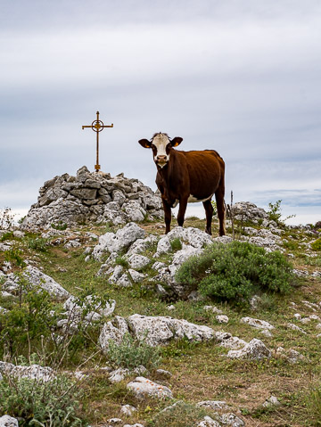Vache du Mouton d'Anou