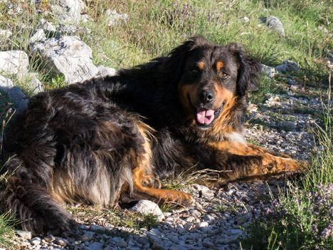 Sous le Pas d'Estrugue, un chien accompagnateur