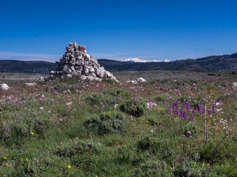 Cairn fleuri d'orchidées face au Mercantour enneigé