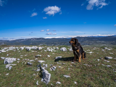 Au Sommet de Calern, chien
