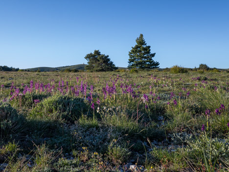 Orchidées sur le chemin du Haut Montet