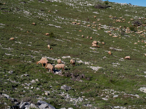 Moutons tondus sur le Plateau de Caussols