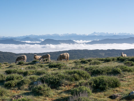 Moutons au Sommet du Viériou