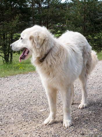 Chien Montagne des pyrénées