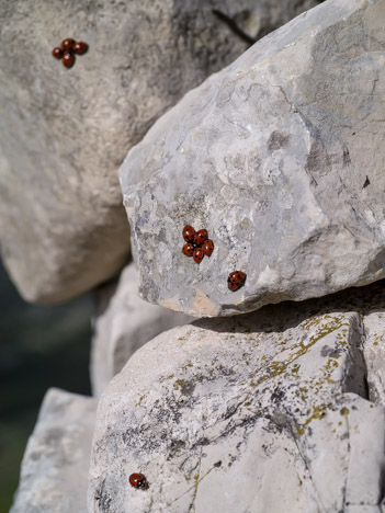 Coccinelles à sept points au soleil