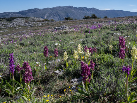 Orchis sureau, plateau de Calern
