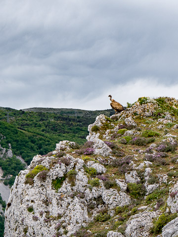 Vautour fauve