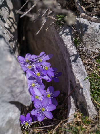 Hépatique noble de la famille des Ranunculaceae