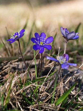 Hépatique noble de la famille des Ranunculaceae