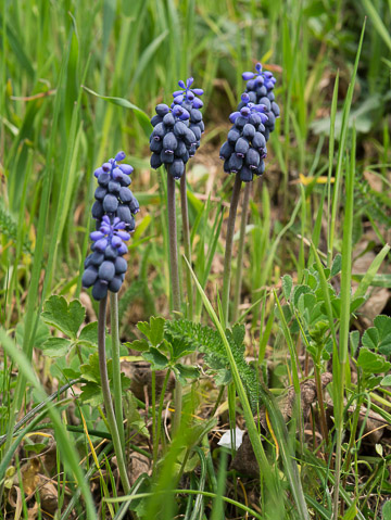 Muscari négligé de la familles des Asparagaceae