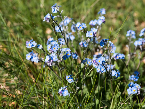 Myosotis des Alpes