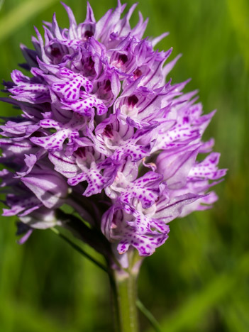 Orchis à trois dents