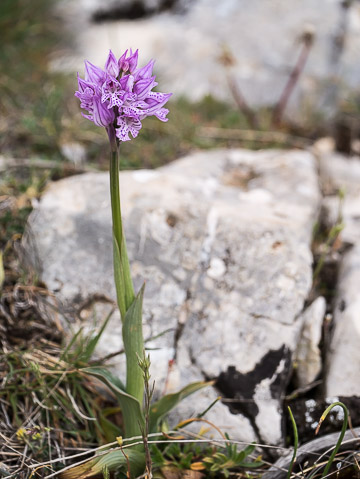 Orchis tridenté