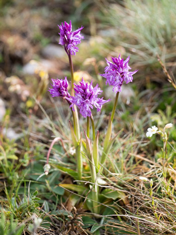 Bouquet d'orchis à trois dents