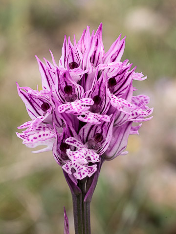 Orchis à trois dents