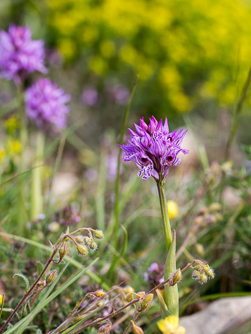 Orchis à trois dents