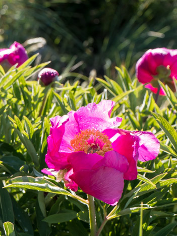 Fleur de Pivoine