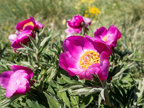 Fleurs de Pivoine