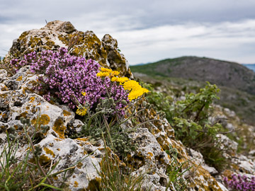 Thym commun et Crépide de Nîmes