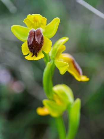 Ophrys jaune