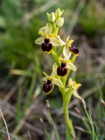 Ophrys petite araignée - Mazac, Saint-Ferriol