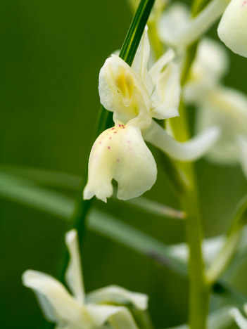 Orchis de Provence