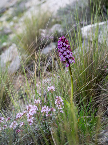 Orchis pourpre - Mazac, Saint-Ferriol