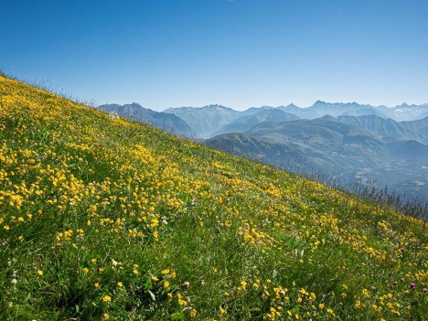 Flore abondante devant les Écrins