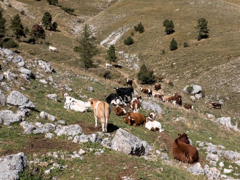 Vaches près d'un point d'eau