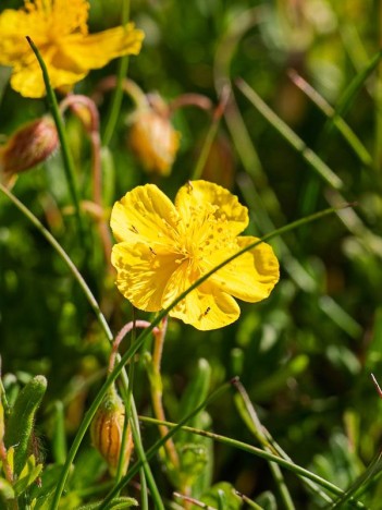 Hélianthème à grandes fleurs