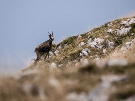 Chamois solitaire