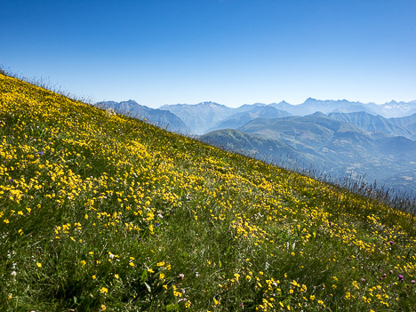 Flore abondante devant les Écrins