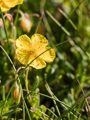 Hélianthème à grandes fleurs