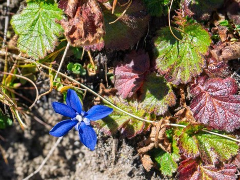 Gentiane des neiges – Gentiana nivalis L. – Famille des Gentianacées