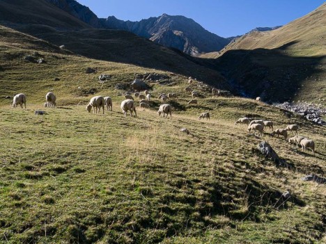 Troupeau de moutons à la Lauzette