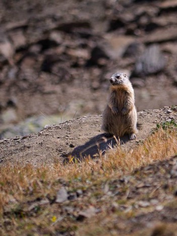 Marmota-marmota, Combe du Goléon
