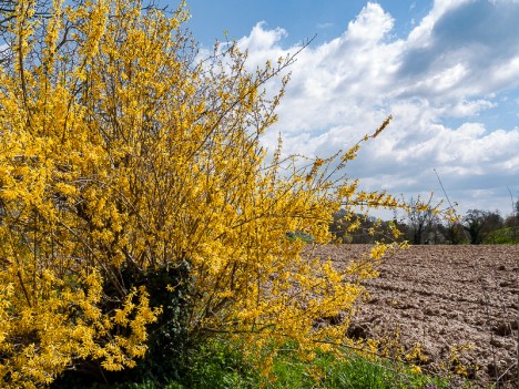 Forsythia en fleur, avr. 2010