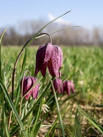 Fritillaire pintade, mar. 2015