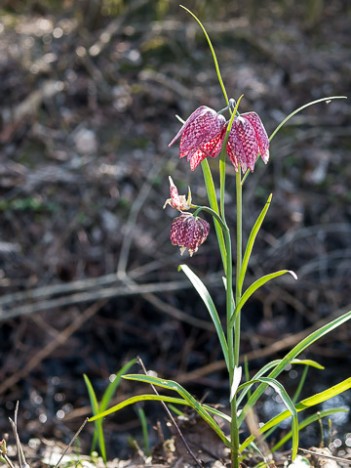 Fritillaire pintade, mar. 2015