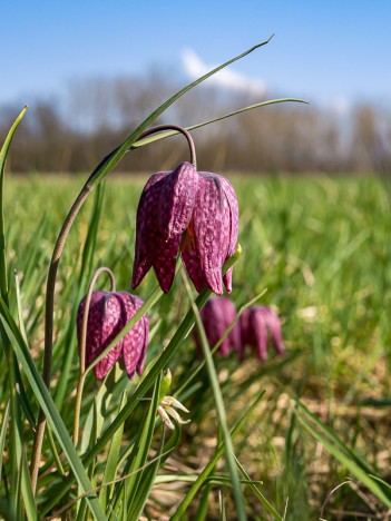 Fritillaire pintade, mar. 2015