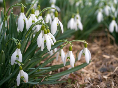 Galanthus nivalis, communément appelée Perce-neige