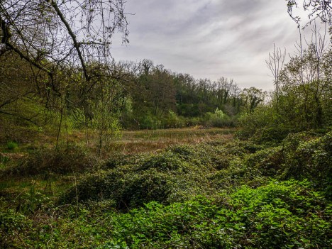 L'étang sans nom de la Forêt de la Laurentière